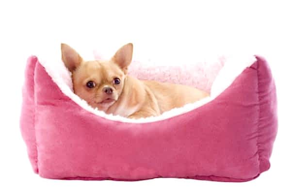 chihuahua and dog bed