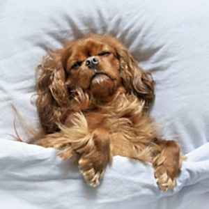 chihuahua and dog bed