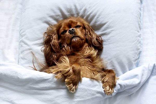 chihuahua and dog bed