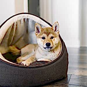 chihuahua and dog bed
