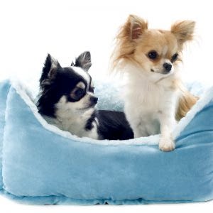 chihuahua and dog bed