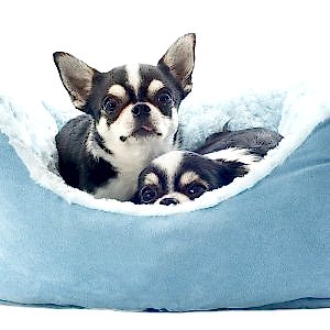 chihuahua and dog bed